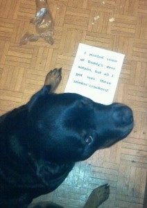 Dog Shaming is one of the more exciting things that happens around here - and I'm OK with that!