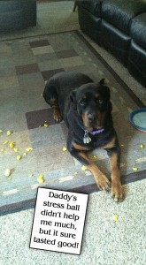 Dog Shaming