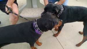 Isis and rottie