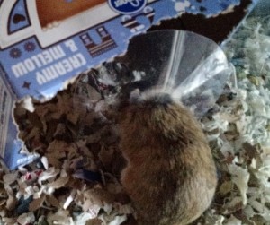 This is one ticked-off gerbil