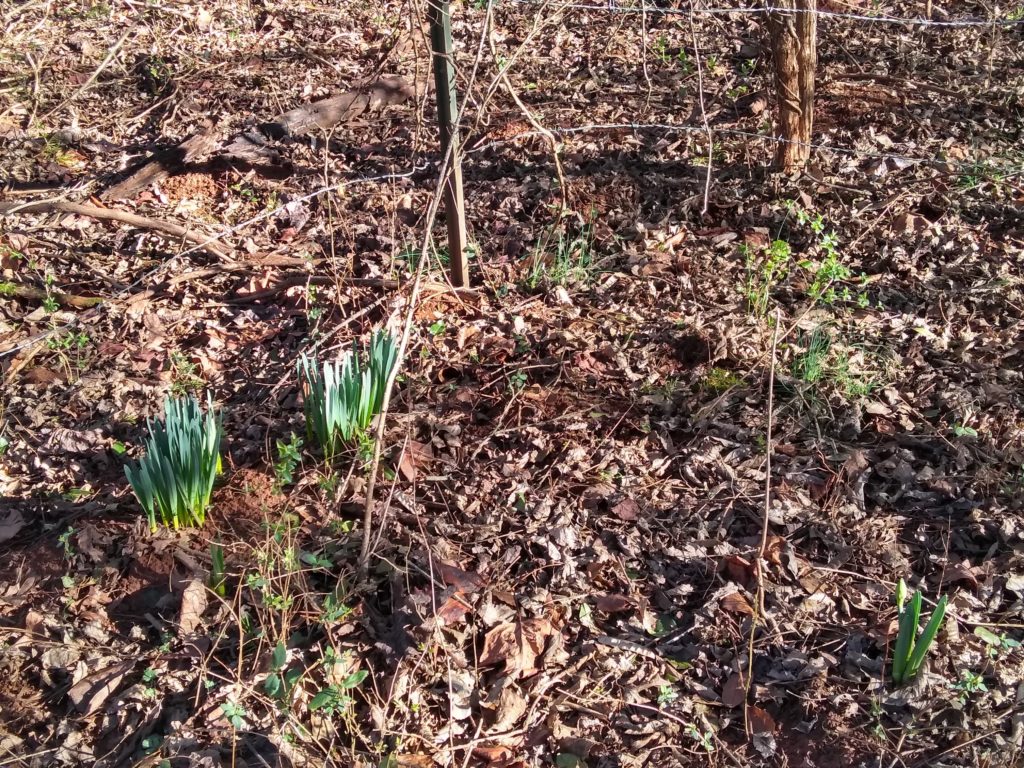 daffodils